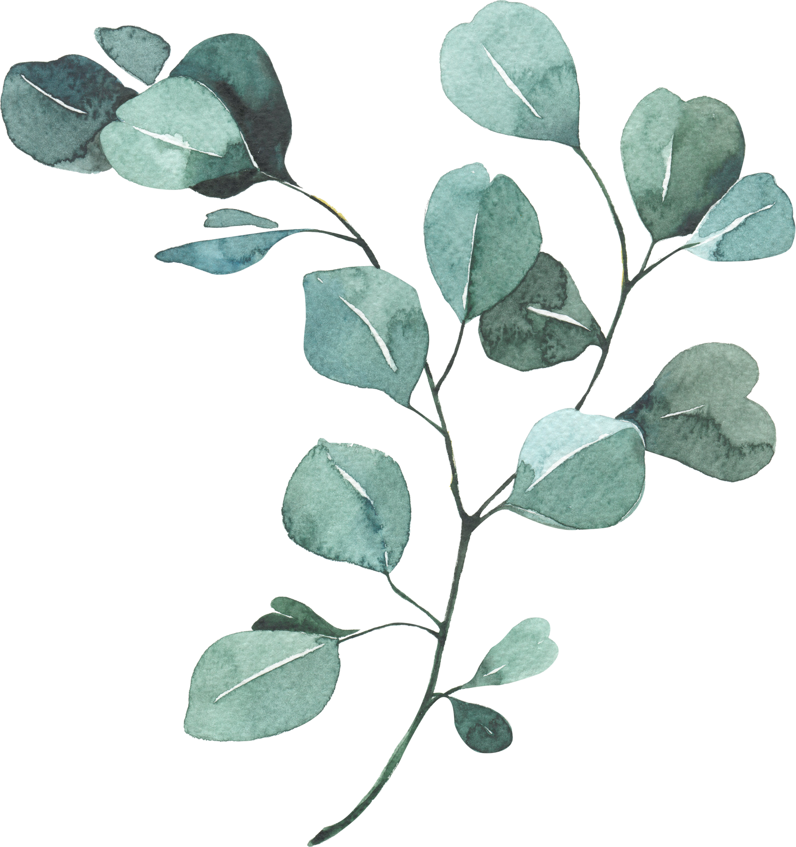 Watercolor Eucalyptus Leaves Illustration